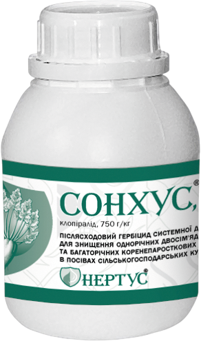 Сонхус - фото